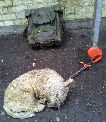 A tired dog at Cambridge station