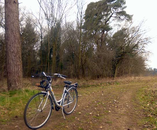 Thetford Forest and bike