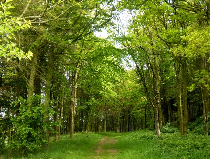 Dalby Hills path