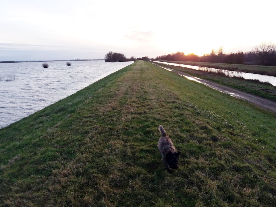 The dog on the bank