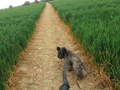 Smithy leading the way