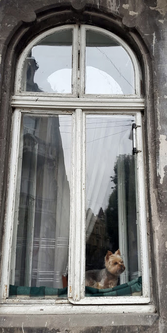 Львівська собака