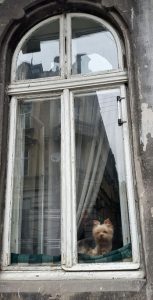 Lviv dog