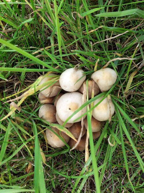 mushrroms