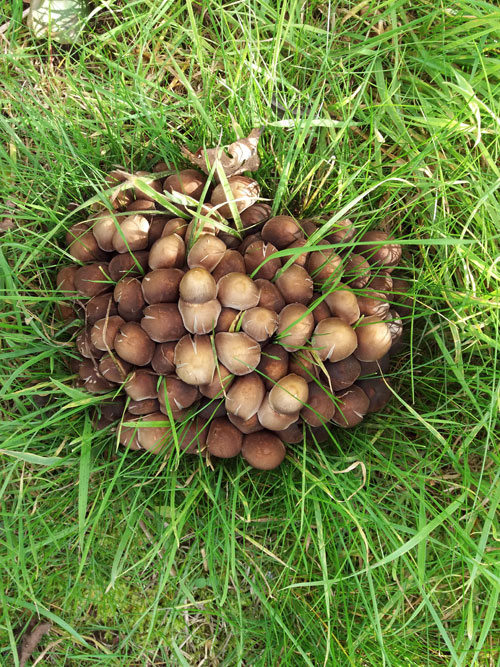 mushrroms