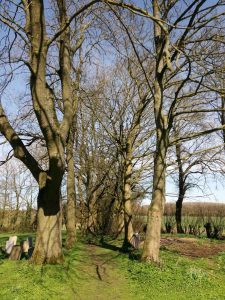 Path through trees