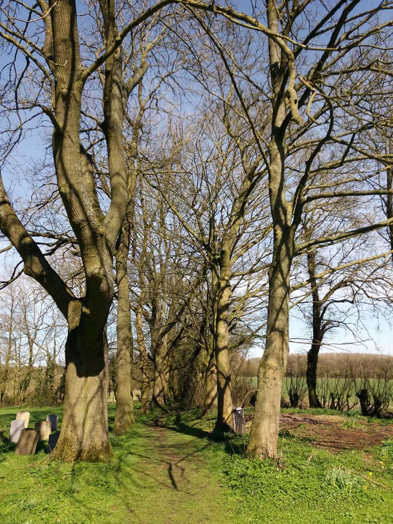 Path through trees