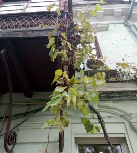 Street vineyard