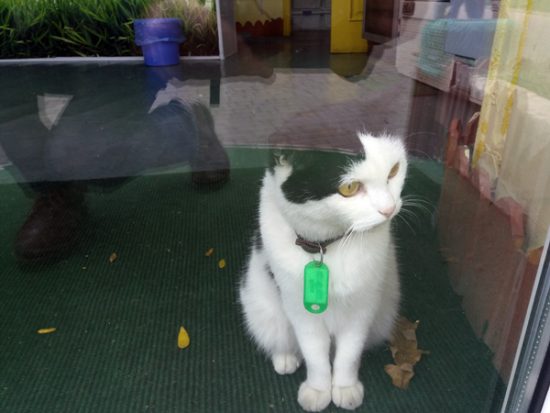 Odesa cat