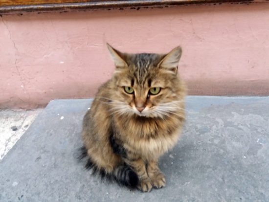 Odesa cat