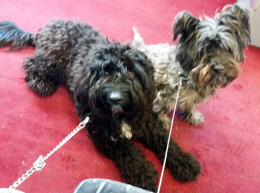 dogs-on-trains