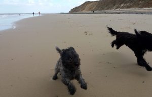 run-run-run