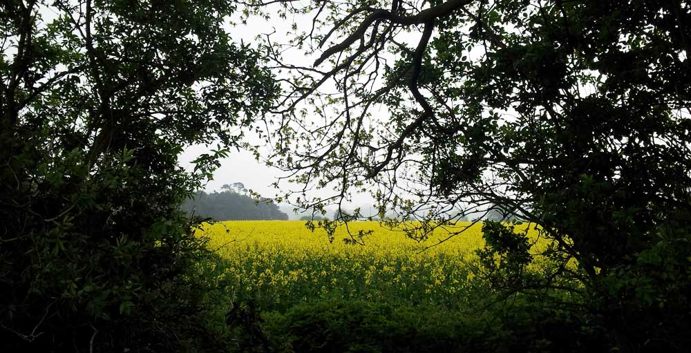 Yellow fields
