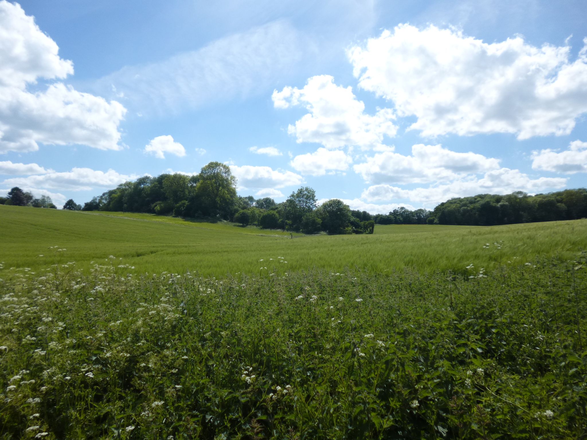 The Icknield Way Path Martin Black