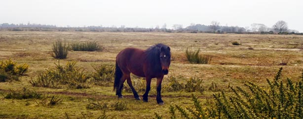 Thetford Forest pony