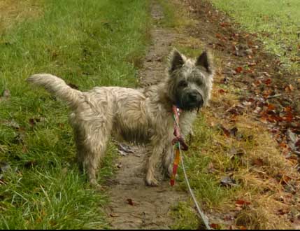 smithy the cairn terrier