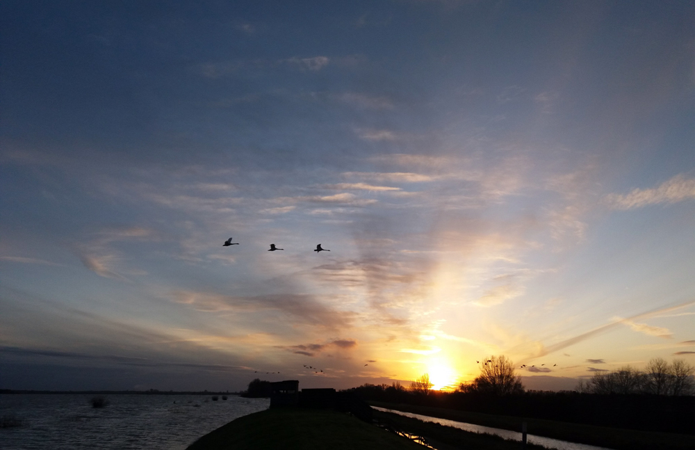 Swans and sunset