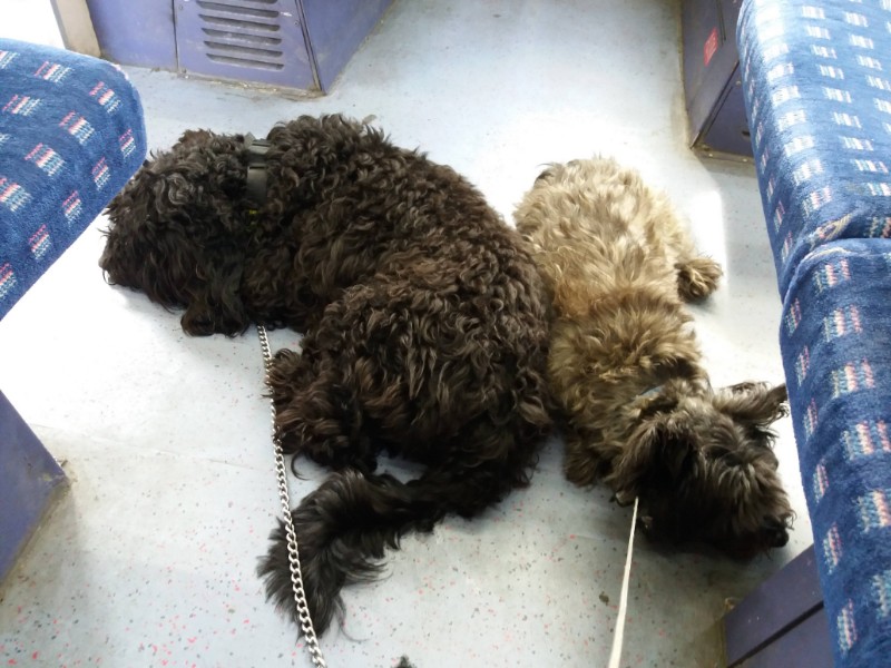 Dogs on the train